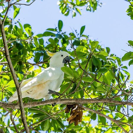 Kipara Tropical Rainforest Retreat Airlie Beach Eksteriør billede