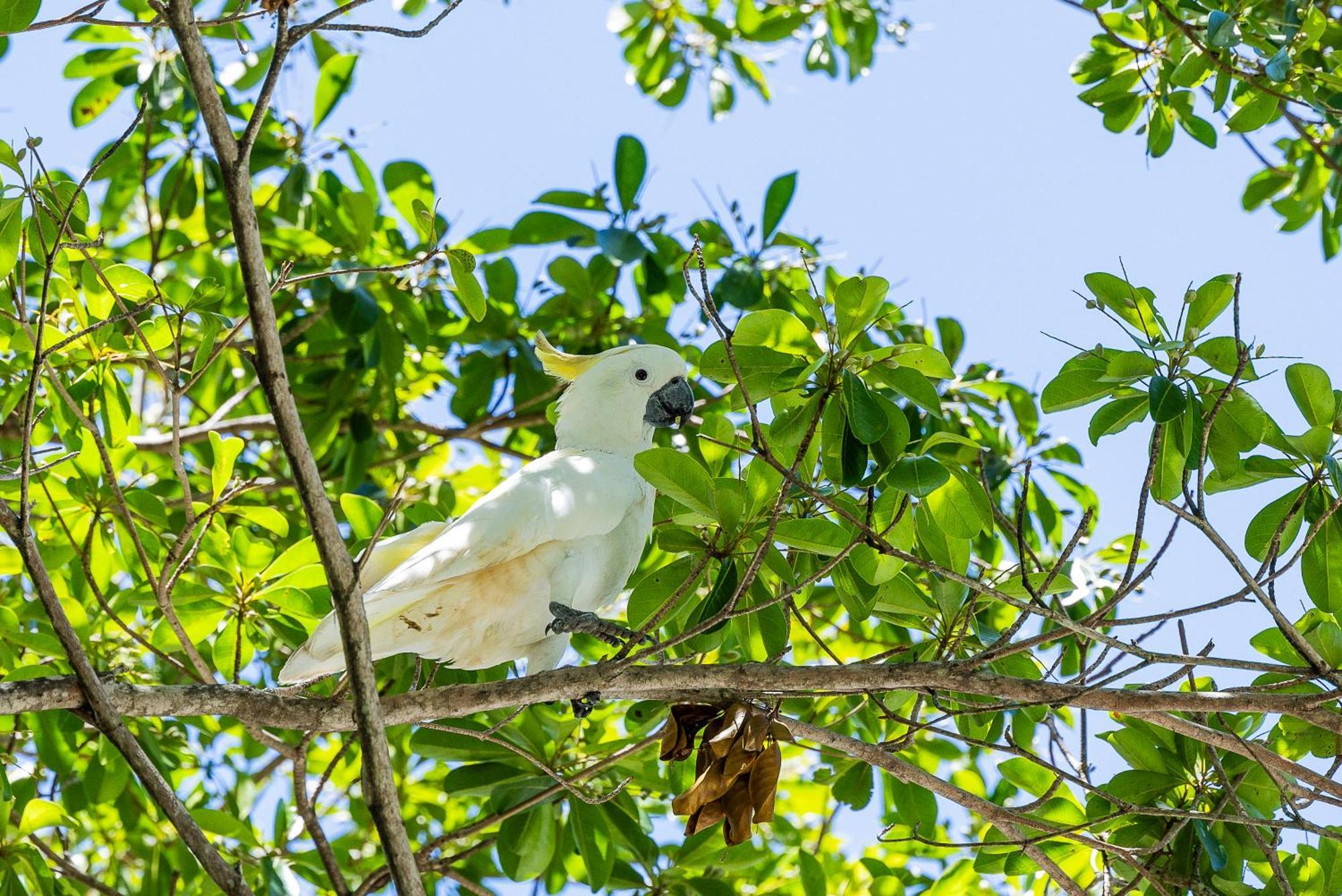 Kipara Tropical Rainforest Retreat Airlie Beach Eksteriør billede